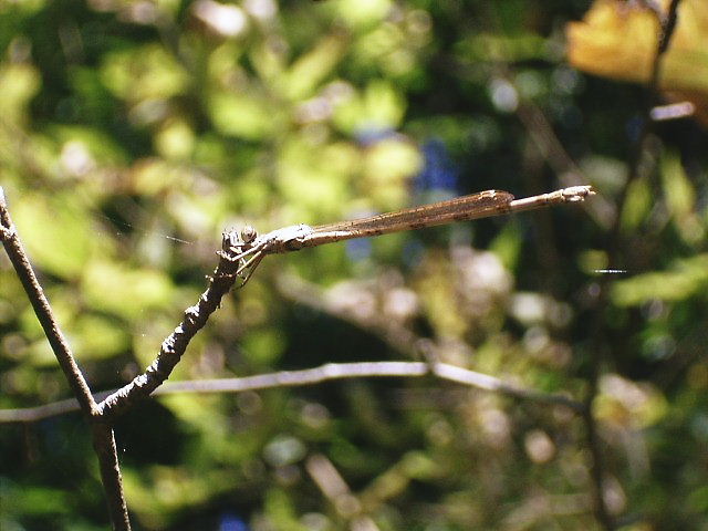 �}��������̃z�\�~�I�c�l�g���{�̎ʐ^