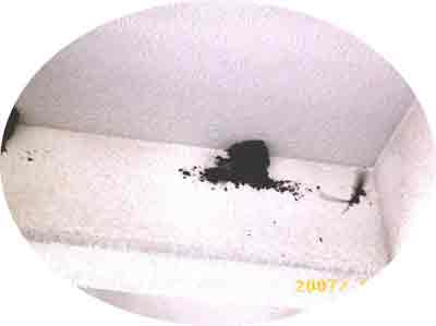 ��c�o���̎ʐ^