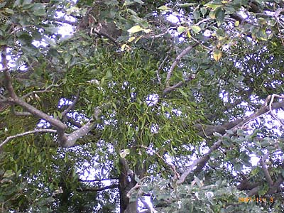 �G�m�L�̑�؂�������ʂ����ʐ^