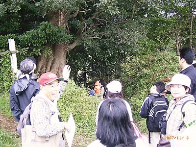 ��S�r��n�̓�����ɍ������т���G�m�L�̑�؂Ɋ񐶂��郄�h���M��s�v�c�����Ɋώ@����5�l�̎q�ǂ���4���̑�l�̎Q���҂̎ʐ^