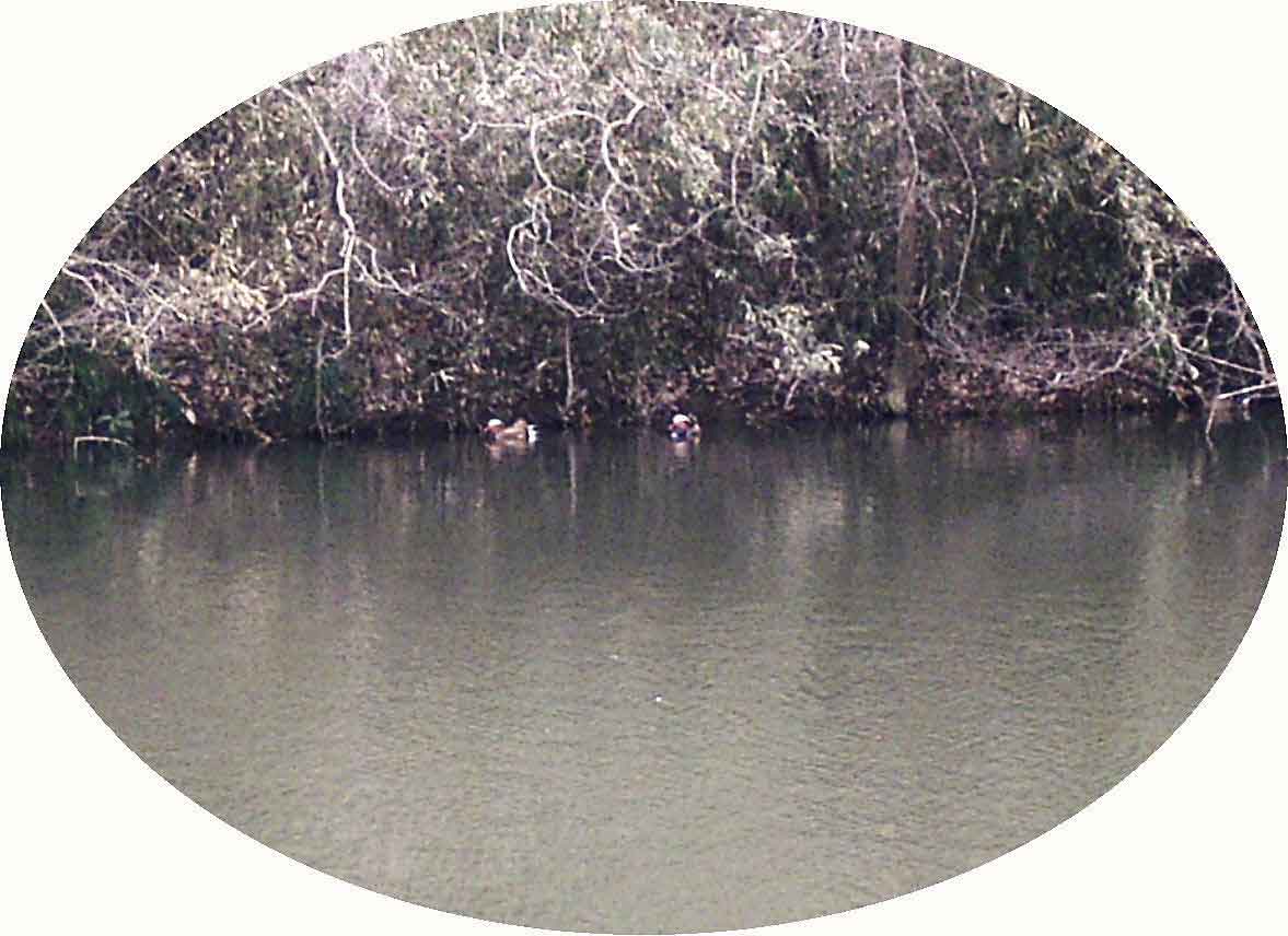 �؉A�ɕ�����ł���Q�H�̂����ǂ�̎ʐ^